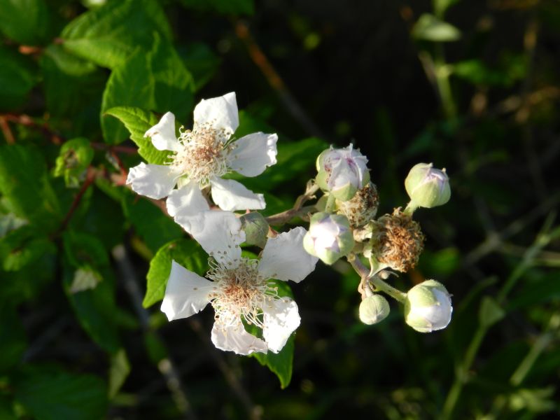 Rubus ulmifolius